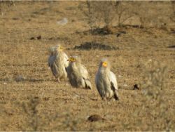 Egyptian Vultures